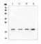 Interleukin 10 antibody, A00021-2, Boster Biological Technology, Western Blot image 