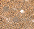 Myosin Light Chain 9 antibody, A3039, ABclonal Technology, Immunohistochemistry paraffin image 