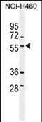 T-SNARE Domain Containing 1 antibody, PA5-71514, Invitrogen Antibodies, Western Blot image 