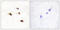 Inositol Hexakisphosphate Kinase 3 antibody, OAAF02622, Aviva Systems Biology, Immunohistochemistry frozen image 