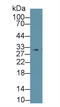 Prohibitin antibody, LS-C707358, Lifespan Biosciences, Western Blot image 