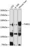 Thrombospondin 1 antibody, 18-519, ProSci, Western Blot image 