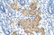 Deleted In Azoospermia 4 antibody, 29-231, ProSci, Enzyme Linked Immunosorbent Assay image 
