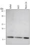 10 kDa heat shock protein, mitochondrial antibody, AF3298, R&D Systems, Western Blot image 