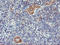 ArfGAP With GTPase Domain, Ankyrin Repeat And PH Domain 1 antibody, LS-C173696, Lifespan Biosciences, Immunohistochemistry frozen image 