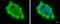Toll Like Receptor Adaptor Molecule 1 antibody, GTX104744, GeneTex, Immunocytochemistry image 
