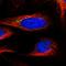VPS37C Subunit Of ESCRT-I antibody, HPA043348, Atlas Antibodies, Immunofluorescence image 
