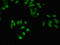 Small ubiquitin-related modifier 3 antibody, LS-C679695, Lifespan Biosciences, Immunofluorescence image 