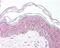 Malate Dehydrogenase 1 antibody, 48-671, ProSci, Immunohistochemistry frozen image 