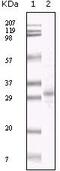 KSHV ORF26 antibody, MA5-15742, Invitrogen Antibodies, Western Blot image 