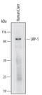 LDL Receptor Related Protein 1 antibody, MAB6360, R&D Systems, Western Blot image 