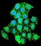 MSS51 Mitochondrial Translational Activator antibody, PA5-35058, Invitrogen Antibodies, Immunofluorescence image 