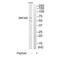 Zinc Finger Protein 329 antibody, A15890, Boster Biological Technology, Western Blot image 