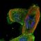 DNA fragmentation factor subunit alpha antibody, NBP1-85247, Novus Biologicals, Immunofluorescence image 