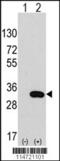 Chloride Intracellular Channel 4 antibody, 62-994, ProSci, Western Blot image 