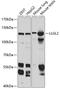 Lethal(2) giant larvae protein homolog 2 antibody, GTX32706, GeneTex, Western Blot image 