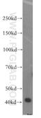 H2A Histone Family Member Y2 antibody, 17030-1-AP, Proteintech Group, Western Blot image 