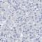 Acrosomal Vesicle Protein 1 antibody, NBP2-34054, Novus Biologicals, Immunohistochemistry frozen image 
