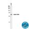 CYR61 antibody, AF6009, R&D Systems, Western Blot image 