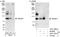 Ankyrin repeat and zinc finger domain-containing protein 1 antibody, A301-386A, Bethyl Labs, Immunoprecipitation image 