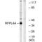 Ret Finger Protein Like 4A antibody, A18662, Boster Biological Technology, Western Blot image 