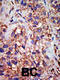 Deubiquitinating enzyme 8 antibody, 61-103, ProSci, Immunohistochemistry paraffin image 