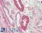 Calpain 1 antibody, LS-B11190, Lifespan Biosciences, Immunohistochemistry frozen image 
