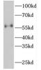 FKBP Prolyl Isomerase 4 antibody, FNab03142, FineTest, Western Blot image 