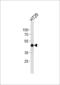 CAMP Responsive Element Binding Protein 1 antibody, 56-002, ProSci, Western Blot image 