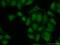 TSC22 Domain Family Member 4 antibody, 55017-1-AP, Proteintech Group, Immunofluorescence image 