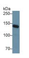 NPHS1 Adhesion Molecule, Nephrin antibody, LS-C295555, Lifespan Biosciences, Western Blot image 