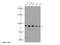 ElaC Ribonuclease Z 2 antibody, 10071-1-AP, Proteintech Group, Western Blot image 