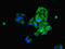 Farnesyl-Diphosphate Farnesyltransferase 1 antibody, LS-B15234, Lifespan Biosciences, Immunofluorescence image 