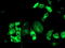 Transferrin Receptor 2 antibody, TA504592, Origene, Immunofluorescence image 