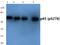 p65 antibody, AP01647PU-N, Origene, Western Blot image 