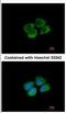 Prolyl-TRNA Synthetase 2, Mitochondrial antibody, NBP2-19702, Novus Biologicals, Immunofluorescence image 