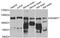 ADAM Metallopeptidase Domain 17 antibody, MBS125379, MyBioSource, Western Blot image 