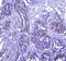 Integrin Subunit Alpha 2b antibody, A01102, Boster Biological Technology, Immunohistochemistry frozen image 