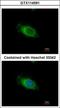 Nardilysin Convertase antibody, GTX114591, GeneTex, Immunocytochemistry image 