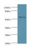 Dual specificity protein kinase CLK2 antibody, LS-C375482, Lifespan Biosciences, Western Blot image 