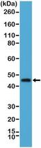 TNF Receptor Superfamily Member 4 antibody, NBP2-61570, Novus Biologicals, Western Blot image 