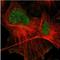 ADAM Metallopeptidase With Thrombospondin Type 1 Motif 5 antibody, NBP1-89247, Novus Biologicals, Immunofluorescence image 