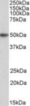 Fc Fragment Of IgE Receptor Ia antibody, MBS423275, MyBioSource, Western Blot image 