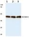 Solute Carrier Family 16 Member 13 antibody, A15471-1, Boster Biological Technology, Western Blot image 