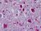 Neuropeptide Y Receptor Y4 antibody, NLS1070, Novus Biologicals, Immunohistochemistry paraffin image 