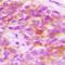 ELOVL Fatty Acid Elongase 5 antibody, orb393274, Biorbyt, Immunohistochemistry paraffin image 