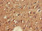 Glutamate Decarboxylase 2 antibody, CSB-PA11159A0Rb, Cusabio, Immunohistochemistry frozen image 