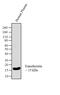Transthyretin antibody, LF-MA0228, Invitrogen Antibodies, Western Blot image 