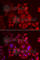 X-C Motif Chemokine Ligand 1 antibody, A6408, ABclonal Technology, Immunofluorescence image 