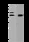 Protein Kinase CAMP-Dependent Type I Regulatory Subunit Alpha antibody, 201743-T46, Sino Biological, Western Blot image 